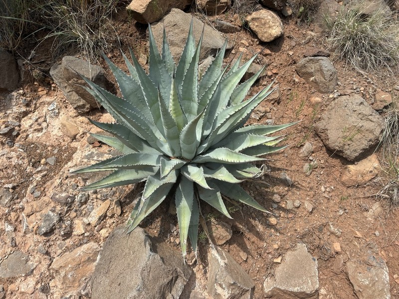 Agave yavapaiensis photo 5