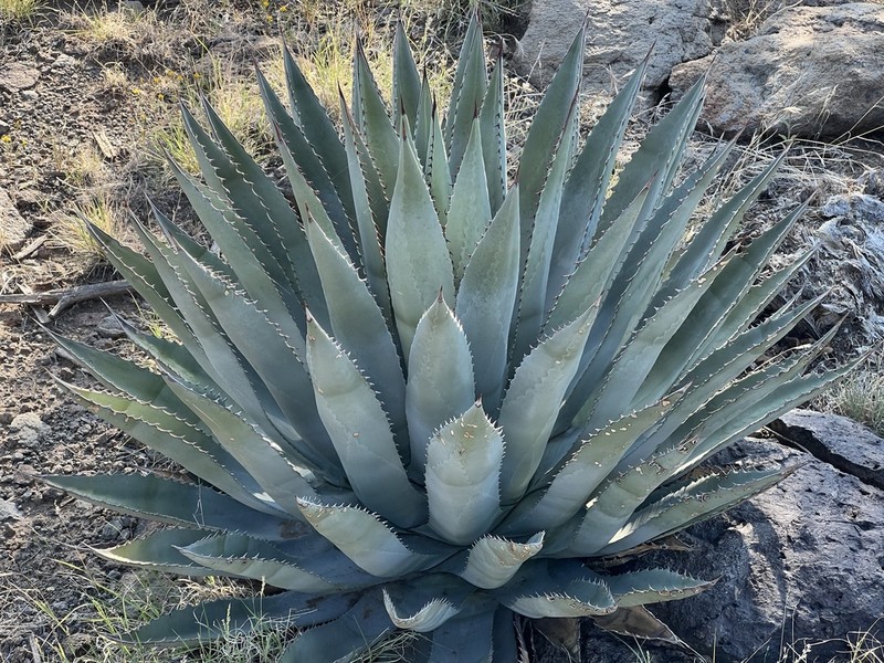 Agave yavapaiensis photo 6