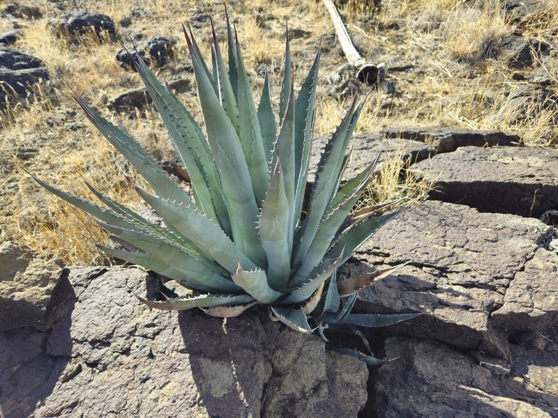 Agave yavapaiensis photo 7