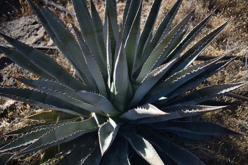Agave yavapaiensis photo 8