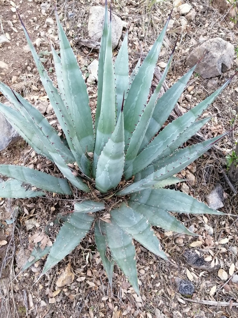 Agave zebra photo 2