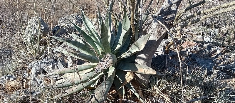 Agave zebra photo 3