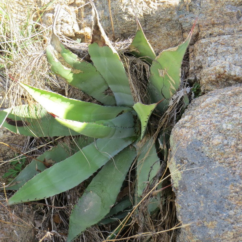 Agave zebra photo 4