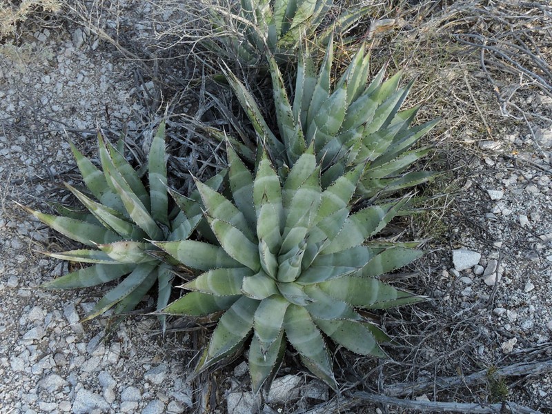 Agave zebra photo 5