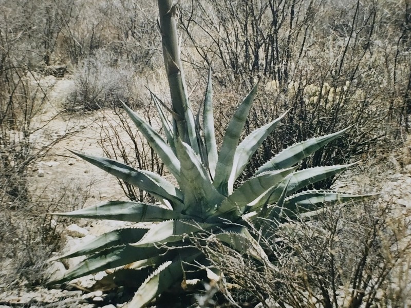 Agave zebra photo 6