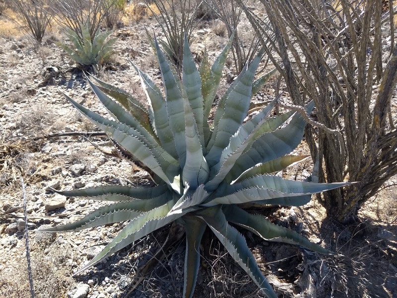 Agave zebra photo 7