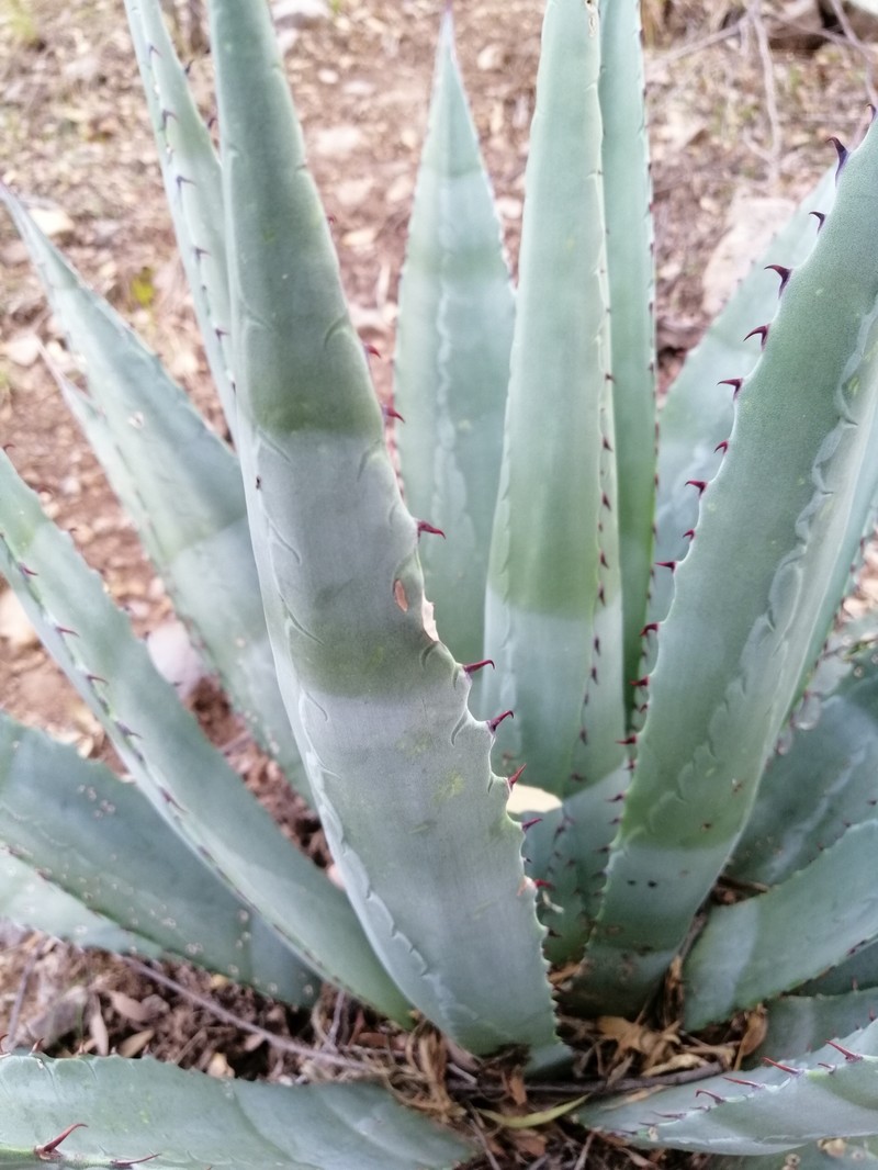 Agave zebra photo 8