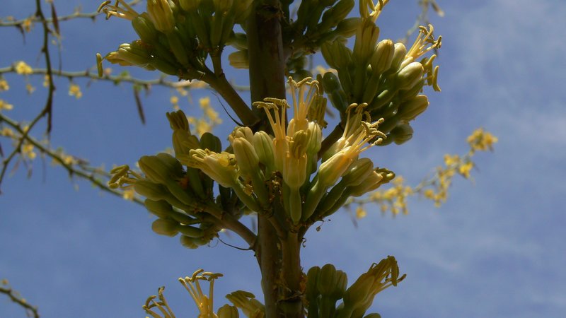 Arizona Century Plant photo 2
