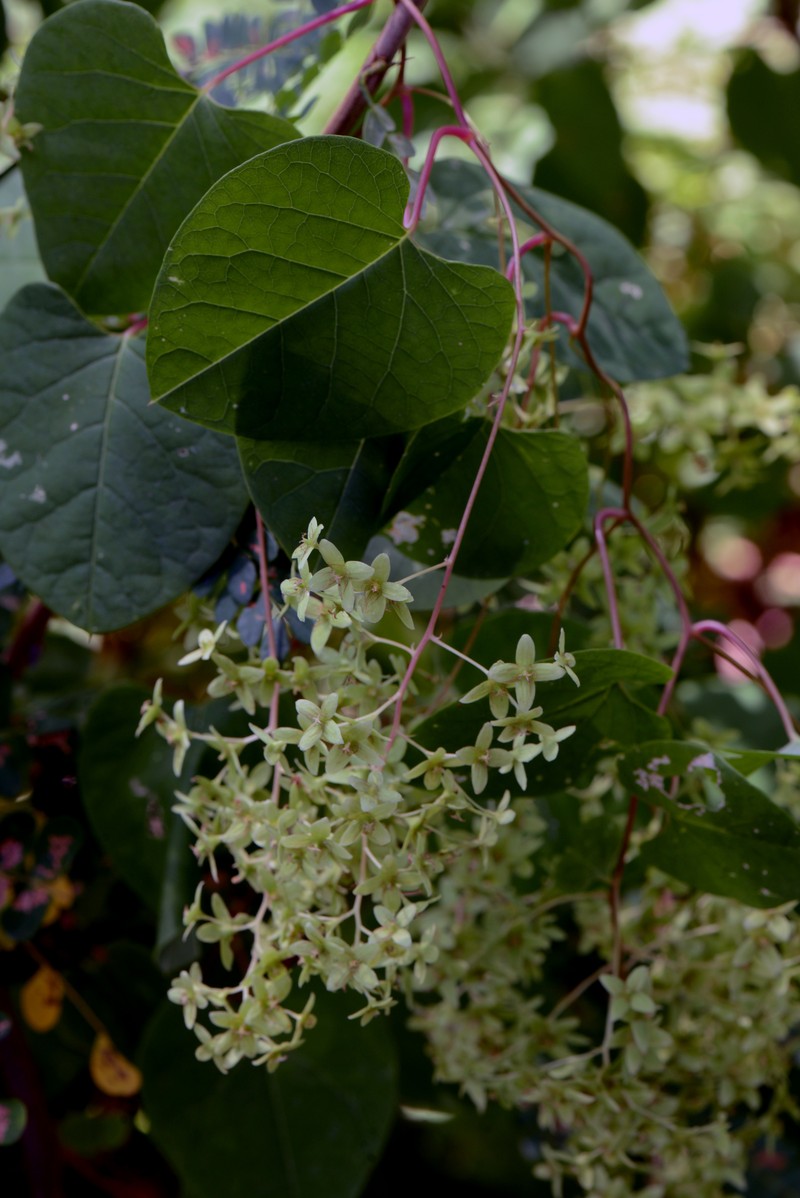 Rockroot