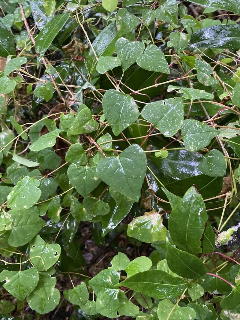 Rockroot photo 2