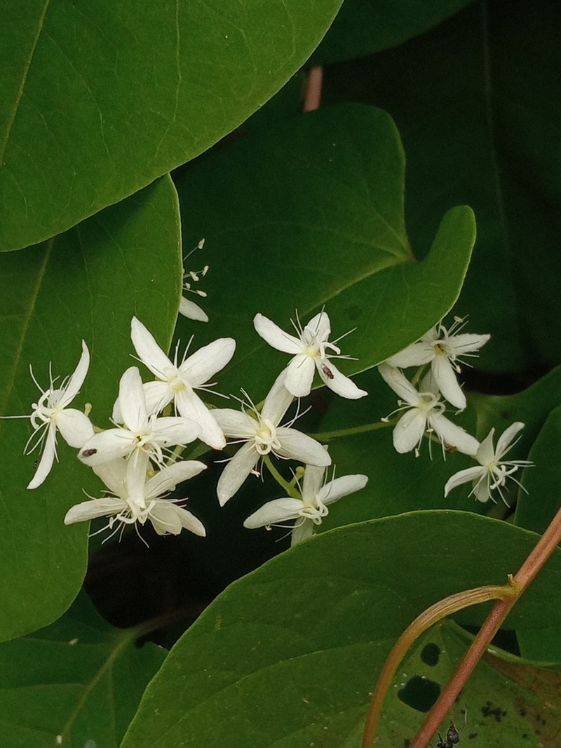 Rockroot photo 4