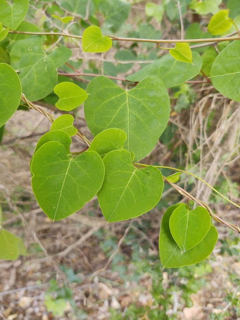 Rockroot photo 5
