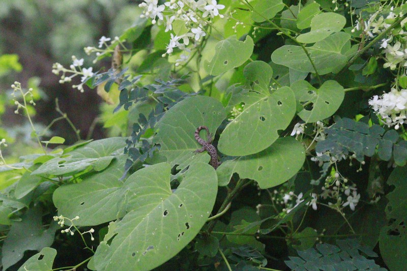 Rockroot photo 6