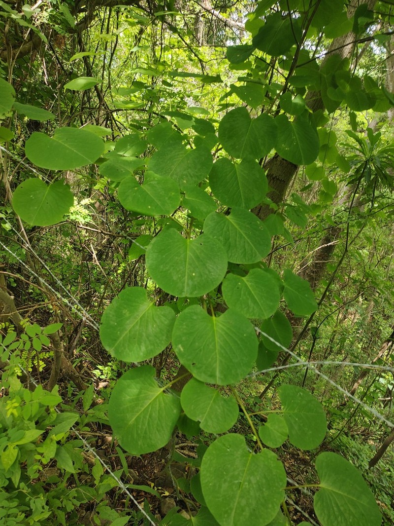 Rockroot photo 7