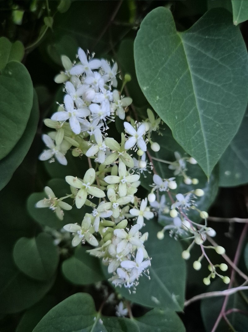 Rockroot photo 8