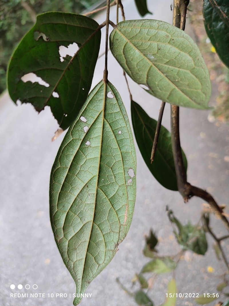 Agelaea borneensis