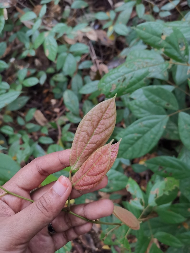 Agelaea borneensis photo 2