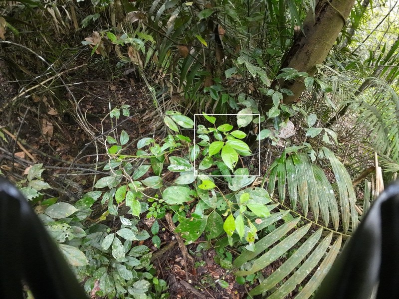 Agelaea borneensis photo 3