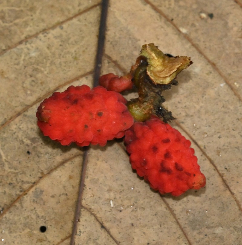 Agelaea borneensis photo 4