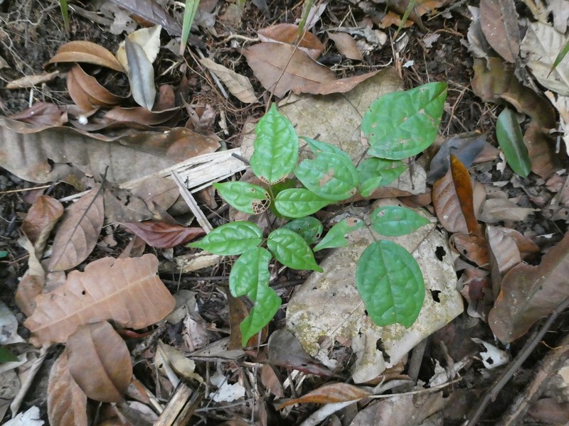 Agelaea borneensis photo 5