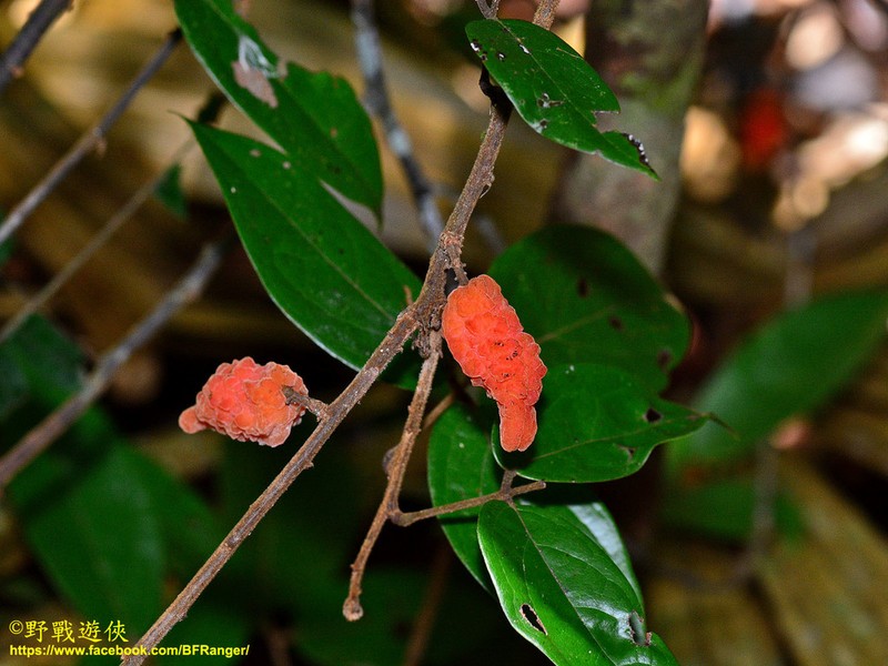 Agelaea borneensis photo 7