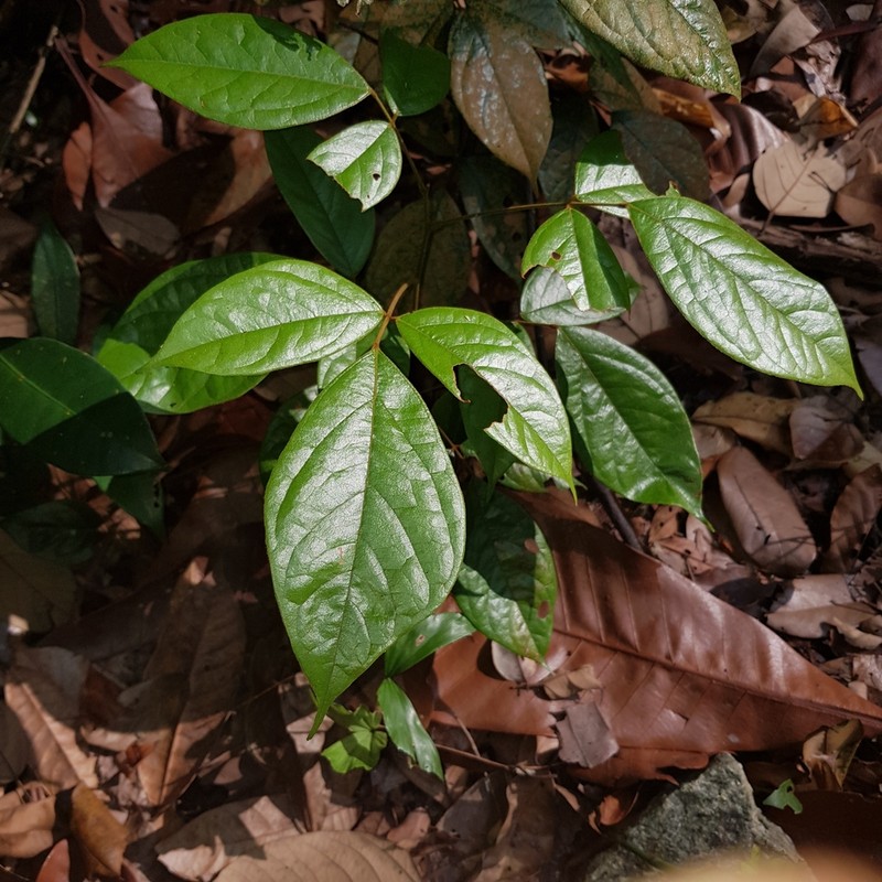 Agelaea borneensis photo 8