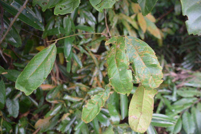 Agelaea macrophylla