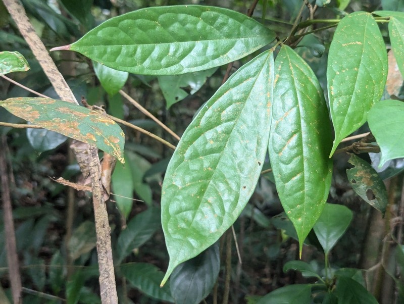 Agelaea macrophylla photo 6