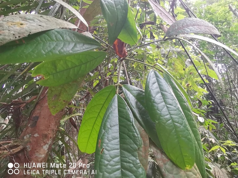Agelaea macrophylla photo 8