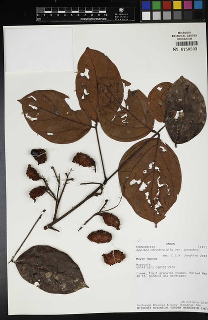 Agelaea paradoxa var. paradoxa