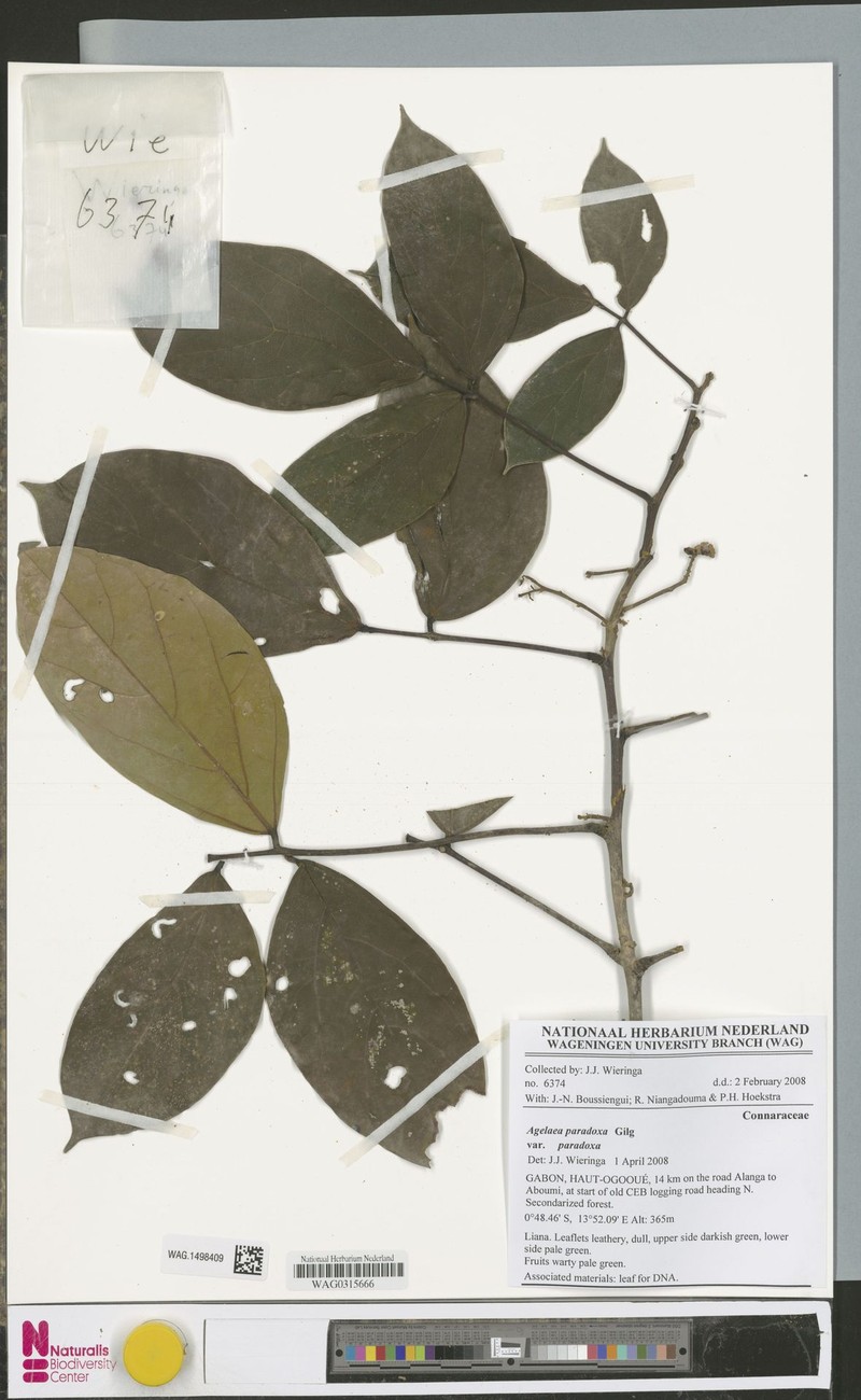 Agelaea paradoxa var. paradoxa photo 2