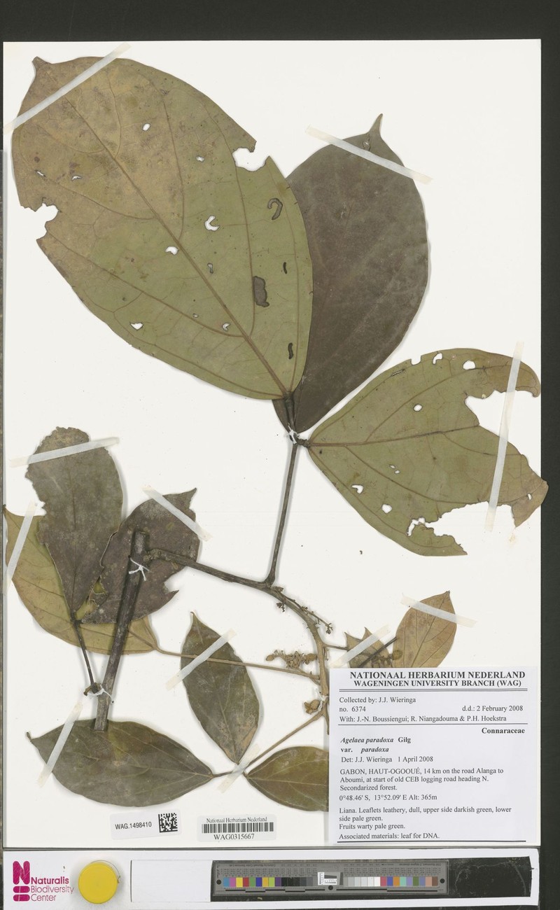 Agelaea paradoxa var. paradoxa photo 3