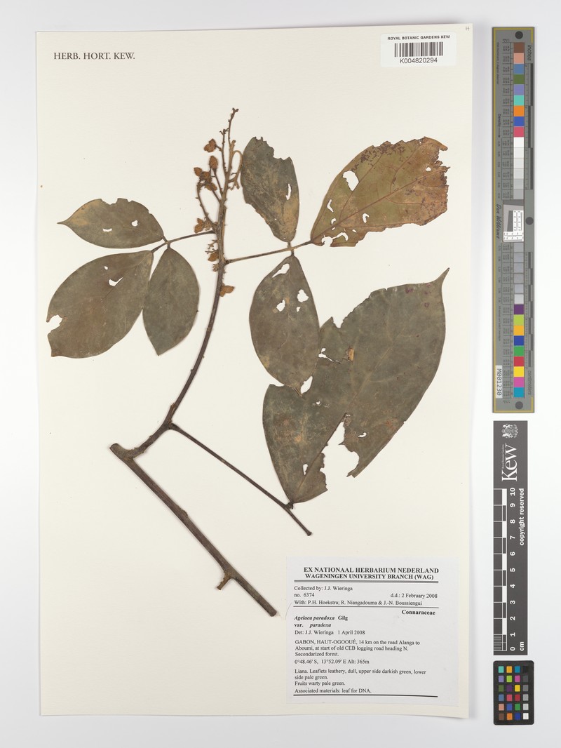Agelaea paradoxa var. paradoxa photo 4
