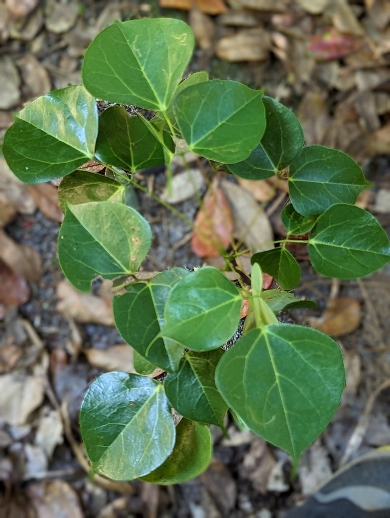 Agelaea pentagyna photo 5