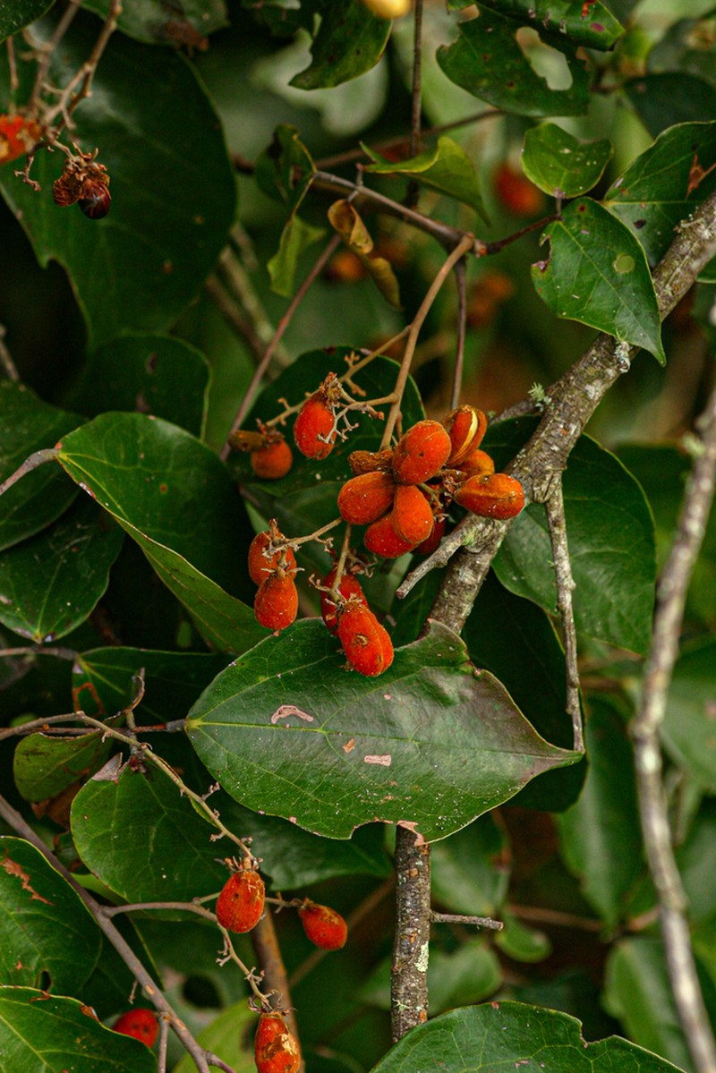 Agelaea pentagyna photo 7