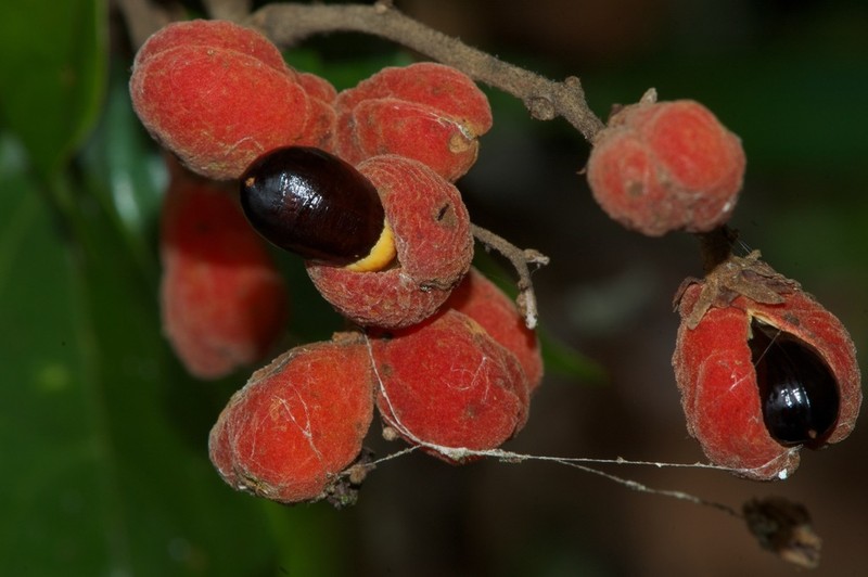 Agelaea pentagyna photo 8
