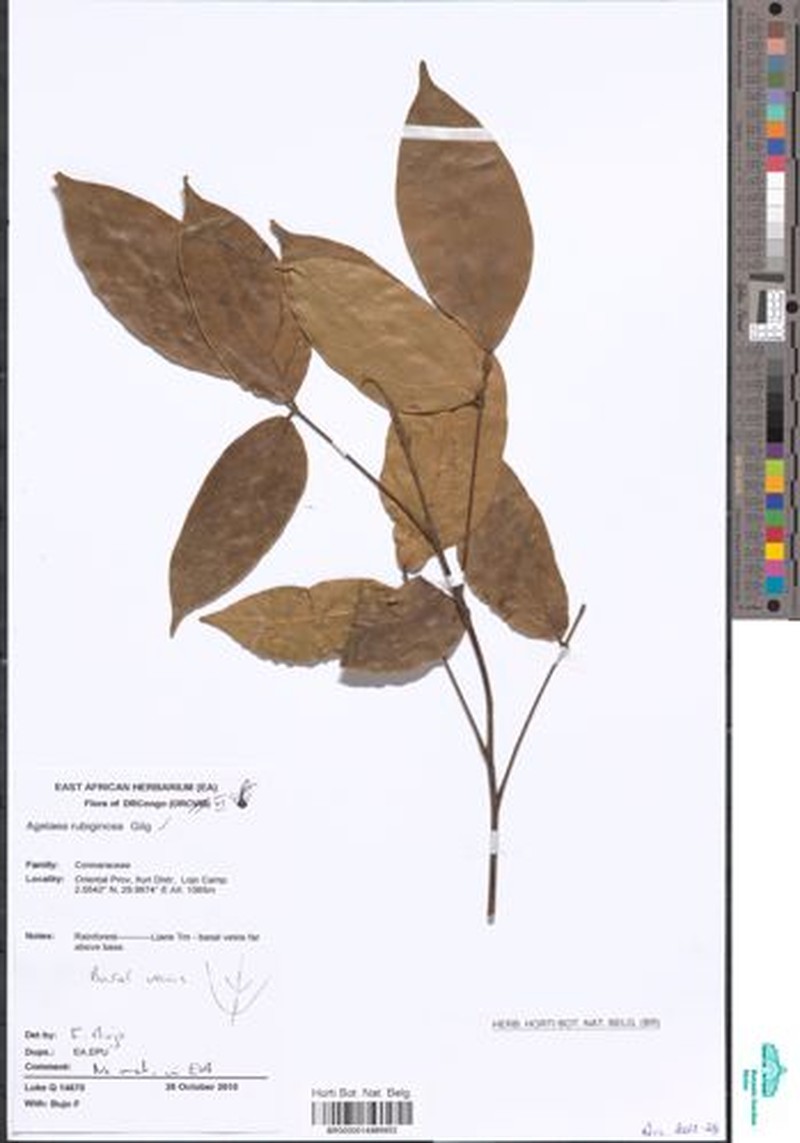 Agelaea rubiginosa