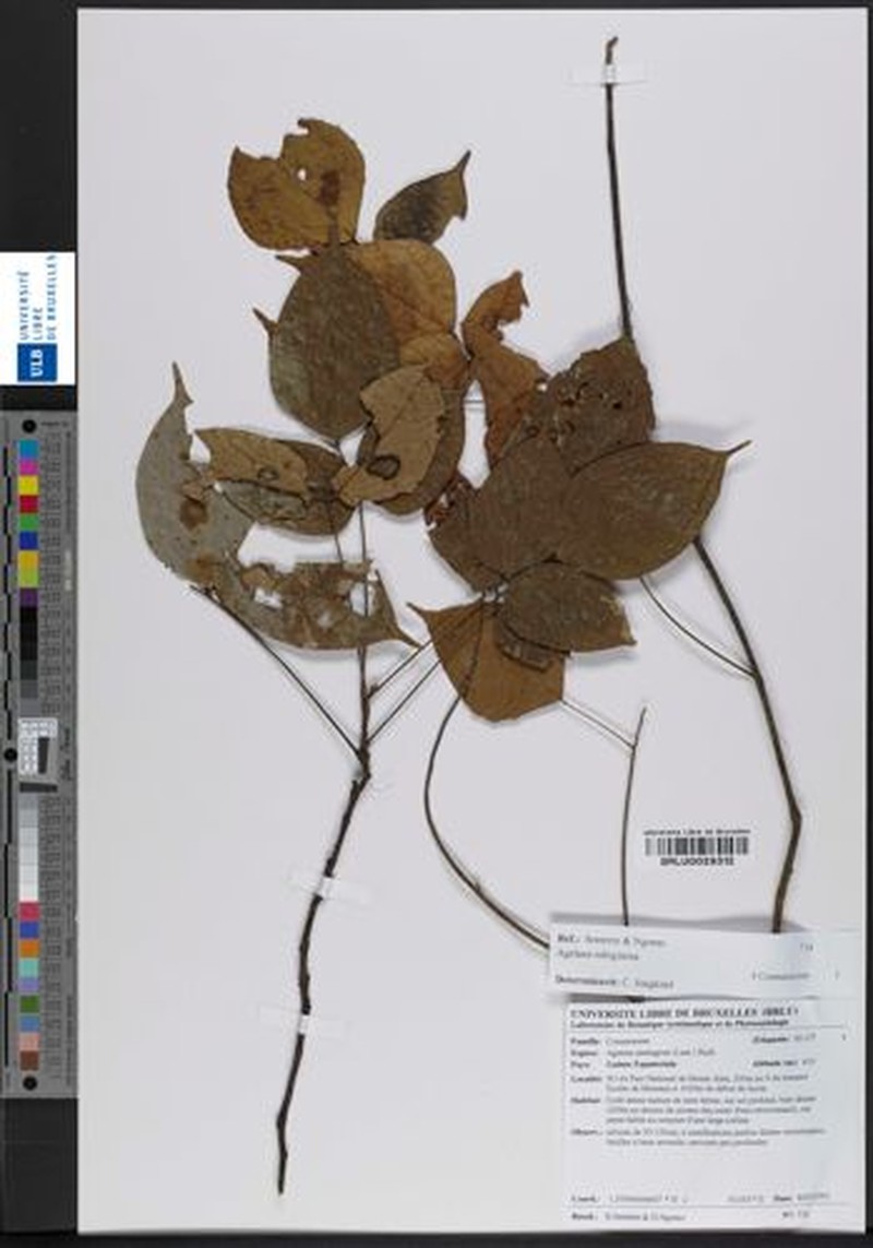 Agelaea rubiginosa photo 2