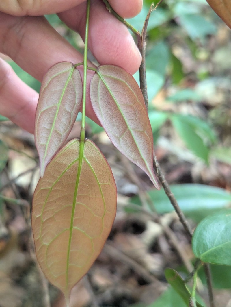 Agelaea trinervis photo 2