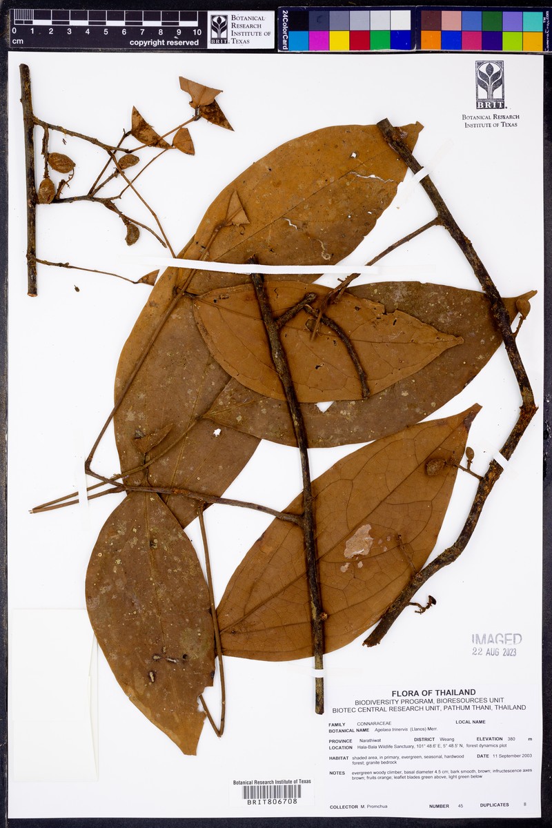 Agelaea trinervis photo 3
