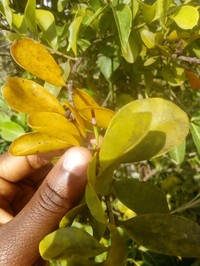 Agelanthus brunneus