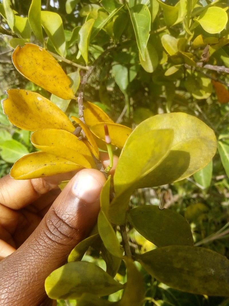 Agelanthus brunneus