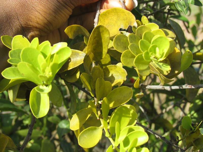 Agelanthus brunneus photo 2