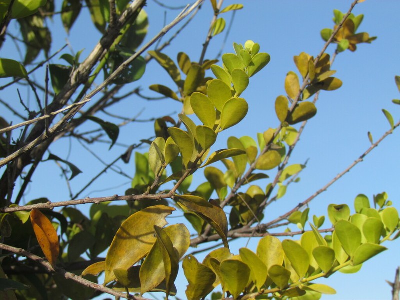 Agelanthus brunneus photo 3