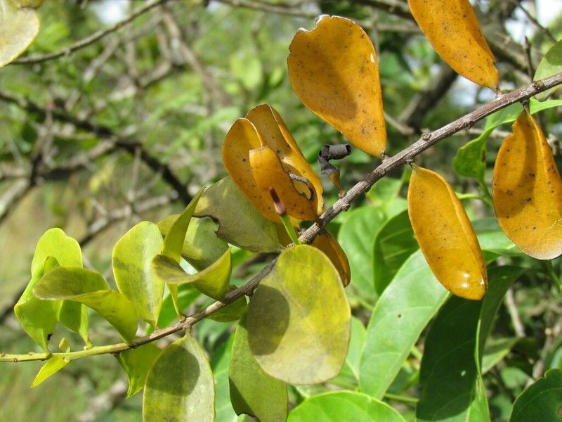 Agelanthus brunneus photo 4