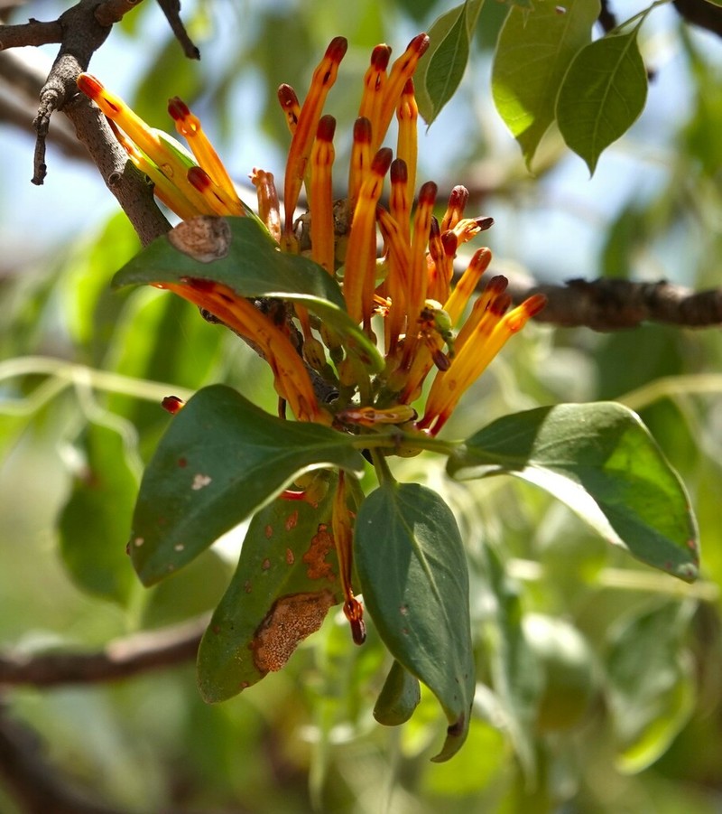 Agelanthus crassifolius