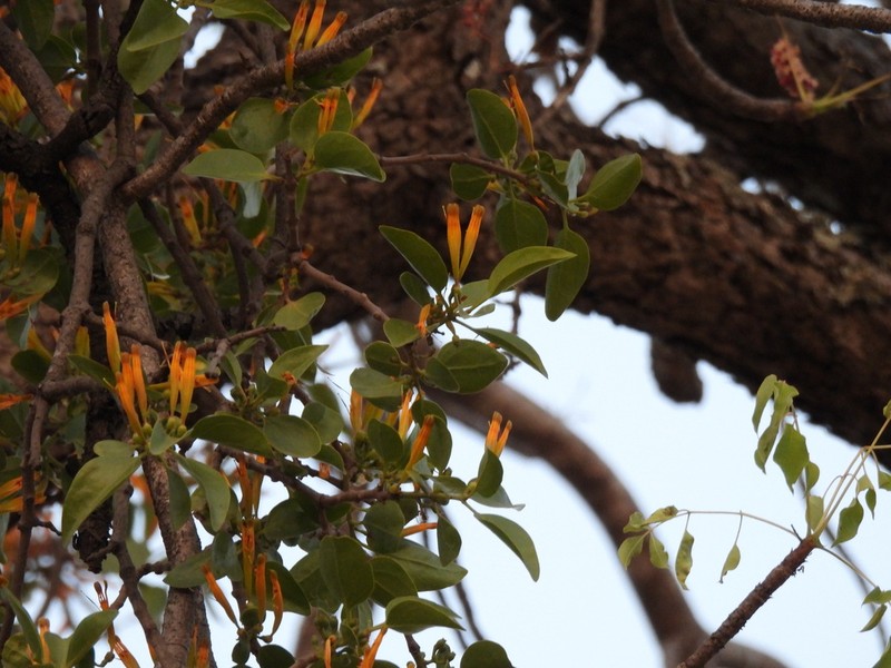 Agelanthus crassifolius photo 3