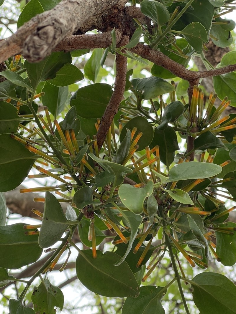 Agelanthus crassifolius photo 4