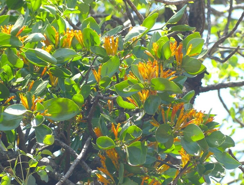 Agelanthus crassifolius photo 5