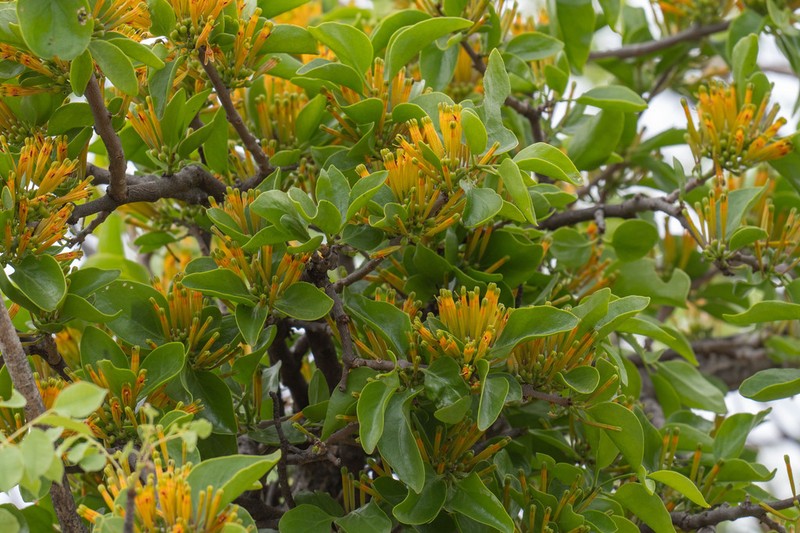 Agelanthus crassifolius photo 6